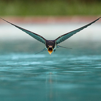 A swallow (Hirundo rustica) drinking while flying over a swimming pool [Nicolas Sanchez] (CC BY-SA 3.0)